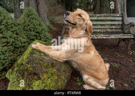 Issaquah, Washington, USA.  Nine month old Golden Retriever 'Aspen' .  (PR) Stock Photo