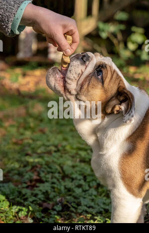 Issaquah, Washington, USA.  Woman rewarding her six month old English Bulldog 'Petunia' for performing a command.  (PR)