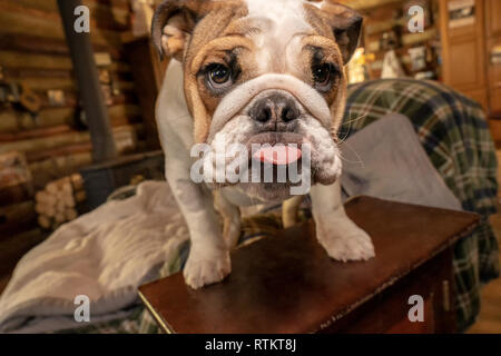 Issaquah, Washington, USA.  Six month old English Bulldog 'Petunia' sticking her tongue out.  (PR) Stock Photo