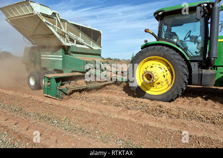 John Deere 8100 tractor towing combine harvesting peanut crop, 'Arachis hypogaea'. Stock Photo