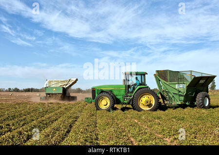 Combine harvesting peanut crop, John Deere tractor 8100 assisting with bankout wagon, 'Arachis hypogaea'. Stock Photo