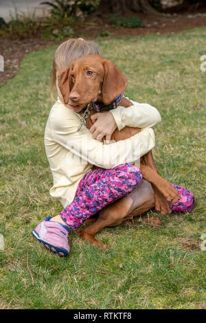 Issaquah, Washington, USA.  Six year old girl hugging her five month old Vizsla puppy 'Pepper'. Stock Photo