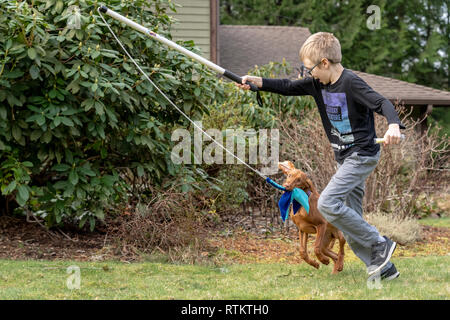 Issaquah, Washington, USA.  Six year old boy running with his five month old Vizsla puppy 'Pepper' who is chasing after a toy on a stick, which is sup Stock Photo