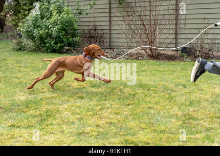 Issaquah, Washington, USA.  Six year old boy running with his five month old Vizsla puppy 'Pepper'.who is chasing after a toy on a stick. Stock Photo
