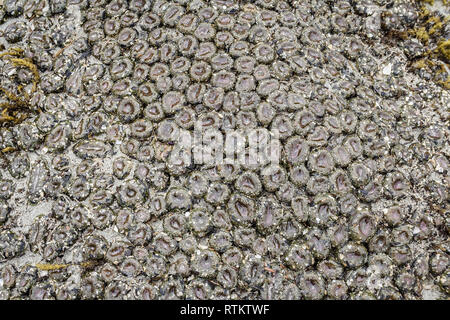 The frame is filled with a colony of closed Aggregating anemones, exposed at low tide on a remote beach on British Columbia's Central Coast. Stock Photo