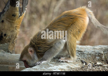 Rhesus Macaque (Macaca mulatta). Leaning forward on all fours, four feet, in order to drink water from a pool. Northern India. Stock Photo