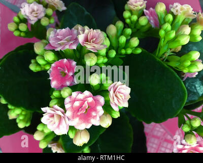 Spring scenes of begonia blooming flowers in the garden, abstract green nature background Stock Photo
