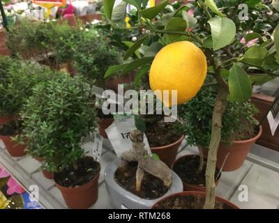 Close up of Lemons hanging from a tree in a lemon grove in shop for sale Stock Photo