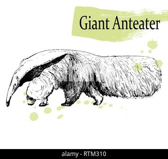 Hand drawn sketch style Giant Anteater isolated on white background. Vector illustration. Stock Vector