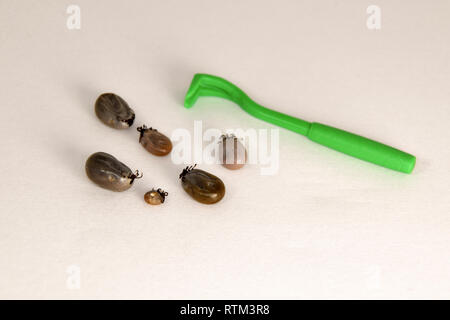 Tick hook, and Ixodes ricinus filled with blood. Castor bean tick. Close up isolated on white background Stock Photo