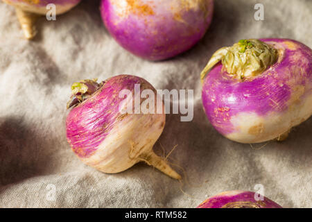 Raw Organic Purple Turnips Ready to Cook Stock Photo