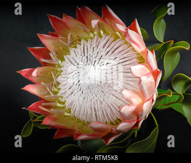 Macro Pink Protea with Isolated Black Background Stock Photo