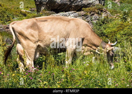 Brown cow on a flowery meadow eating grass, from site, Swiss Alps Stock Photo