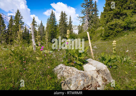 Meadow, wild flowers and trees in Braunwald in the Swiss Alps, Switzerland Stock Photo