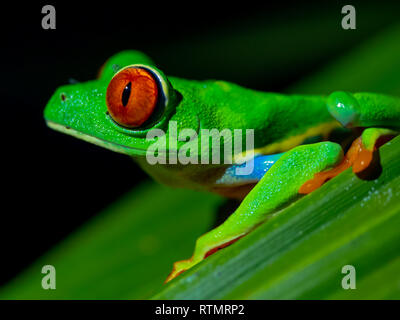 Red Eyed Tree Frog on leaf Stock Photo