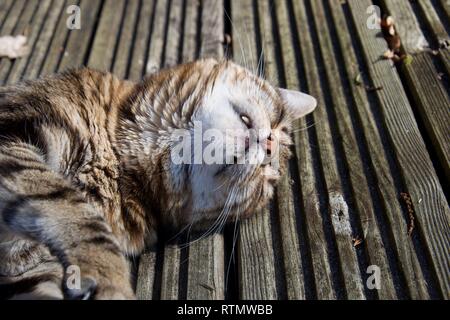 A striped brown domestic female pet cat rolls on wooden decking in a sunny outdoor space, her teeth visible and eyes closed Stock Photo