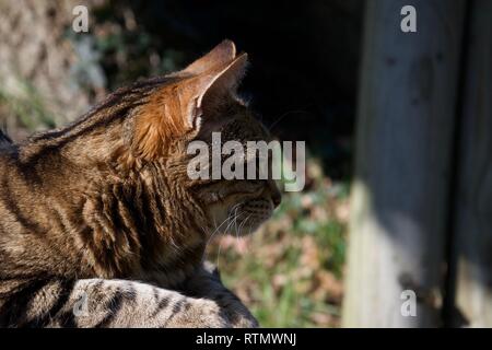 The head of a ginger, brown and black female pet cat (tabby like) sitting on a wooden stump outdoors in bright sunlight, alert and looking away from t Stock Photo