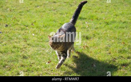 A striped pet cat, brown, ginger and black, walks towards the camera across a green grass lawn in bright sunlight, her paw and tail in the air and a s Stock Photo