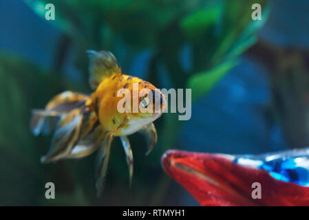 One old goldfish in deep blue aquarium water Stock Photo