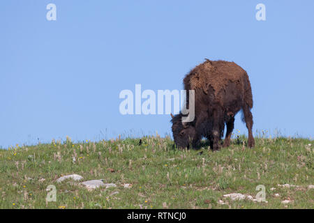 A young bison grazes  next to birds in the green spring grass on the hilly prairie of Custer State Park, South Dakota. Stock Photo