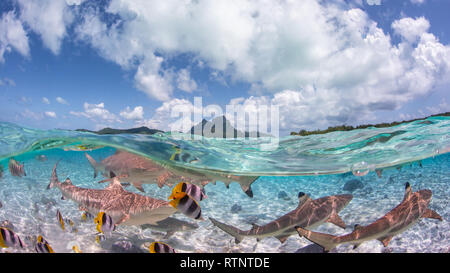 Black tip sharks in Bora Bora Stock Photo