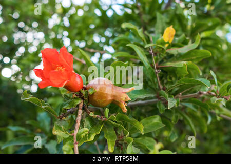 Flowers and young pomegranates on a green branch of the pomegranate tree in spring Stock Photo