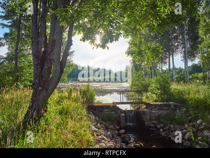 Summer evening landscape of the forest with a wooden footbridge across a small stream flowing among bushes and trees. Reflection of sun  in the water  Stock Photo