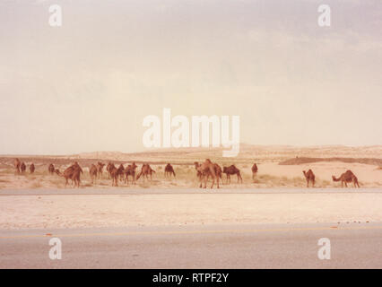 Camels graze and move at their shepherd's direction near Quarrayah Beach, outside of Abqaiq, Saudi Arabia in the late 70s. Stock Photo