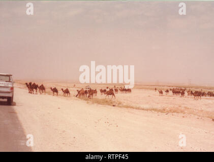 Camels graze and move at their shepherd's direction near Quarrayah Beach, outside of Abqaiq, Saudi Arabia in the late 70s. Stock Photo