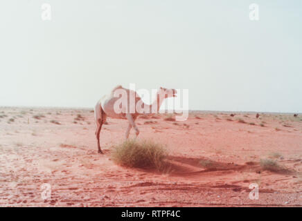 A herd of dromedary camels crosses the road in front of a pickup truck near Abqaiq, Saudi Arabia on the way to Quarrayah Beach. Stock Photo