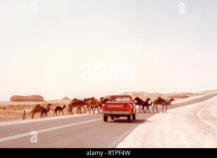 A herd of dromedary camels crosses the road in front of a pickup truck near Abqaiq, Saudi Arabia on the way to Quarrayah Beach. Stock Photo