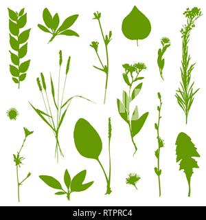 Green plants set isolated on white background. Vector illustration Stock Vector