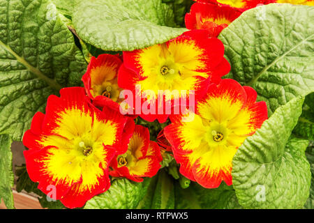 Primroses, Polyanthus primula red yellow center Stock Photo