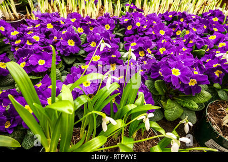 Primroses for sale Polyanthus in pots Garden centre Stock Photo