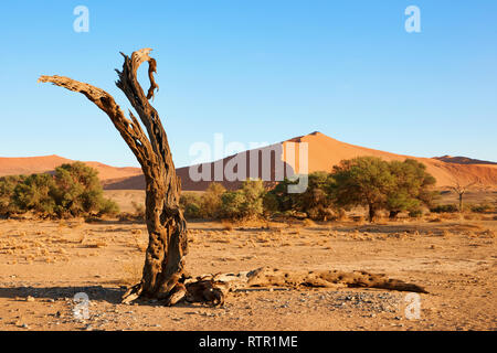 An old dead tree in the Namib Desert near Sossusvlei. Stock Photo