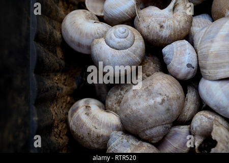 Empty snails shells Stock Photo