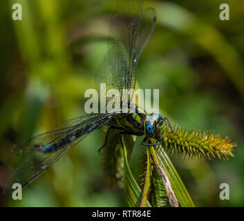 Close up of dragon fly Stock Photo