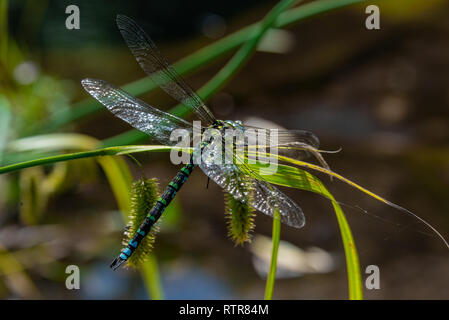 Close up of dragon fly Stock Photo