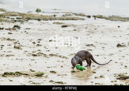 Smooth coated otter inspects a bottle washed up on the beach Stock Photo