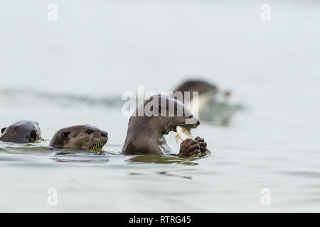 Close up of Smooth Coated Otter eating freshly caught fish in the sea Stock Photo