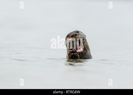 Close up of Smooth Coated Otter eating freshly caught fish in the sea Stock Photo