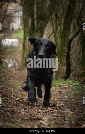 Portrait of flat coated retriever dog, who is standing in forest, mysterius atmosphere Stock Photo
