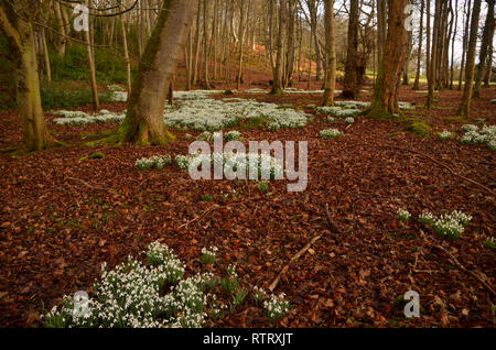 Drifts of snowdrop flowers in the woodland at Dunrobin Castle in the Scottish Highlands, Great Britain Stock Photo