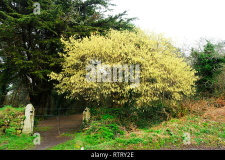 Flowering catkins in a Cornish hedge - John Gollop Stock Photo