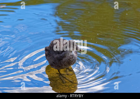 Young common moorhen in a water. Gallinula Chloropus - bird species in the family Rallidae Stock Photo