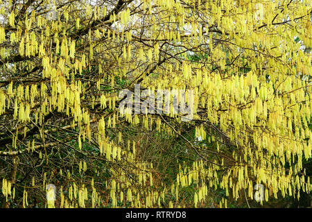 Flowering catkins in a Cornish hedge - John Gollop Stock Photo