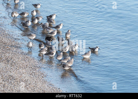 Flock of Sanderlings waiting for the tide to go out Stock Photo