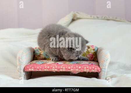 little kitten plays on igrushechno sofa, a portrait of a gray kitten, selective focus Stock Photo