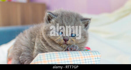 little kitten plays on igrushechno sofa, a portrait of a gray kitten, selective focus Stock Photo
