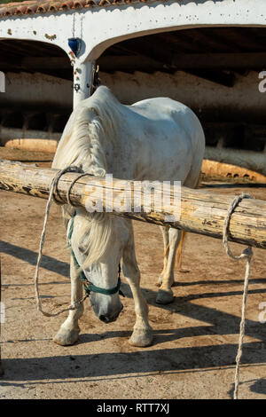 Wild White Camargue Horses standing in a stable in the Regional Park of the Camargue Stock Photo